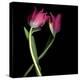 Pink Tulips 9-Magda Indigo-Stretched Canvas