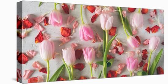 Pink Tulips and Red Petals on a White Background Horizontal-Denis Karpenkov-Premier Image Canvas