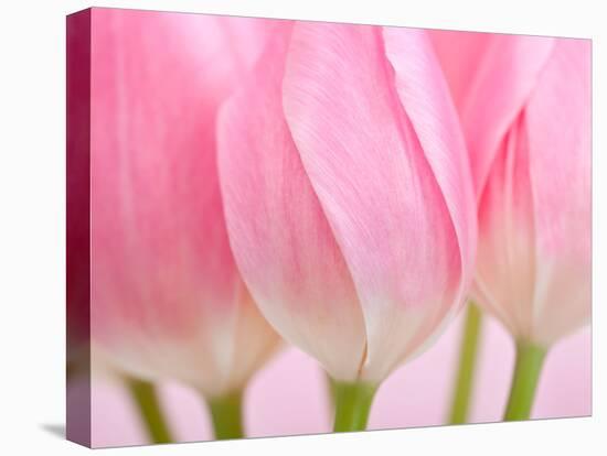Pink Tulips Flowers-Julie Pigula-Premier Image Canvas