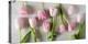 Pink Tulips on a White Background Horizontal-Denis Karpenkov-Premier Image Canvas