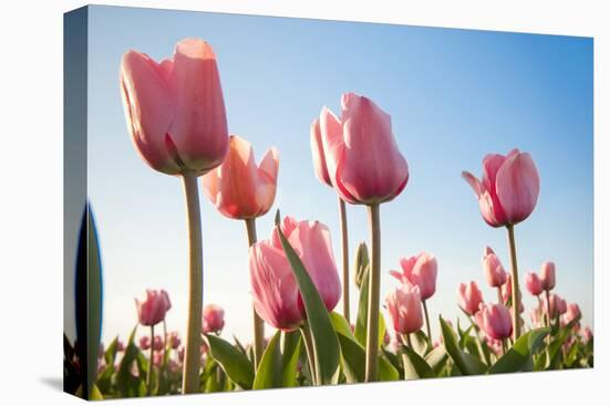 Pink Tulips, Skagit County, Washington-Greg Probst-Premier Image Canvas