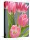 Pink Tulips-Jamie & Judy Wild-Premier Image Canvas