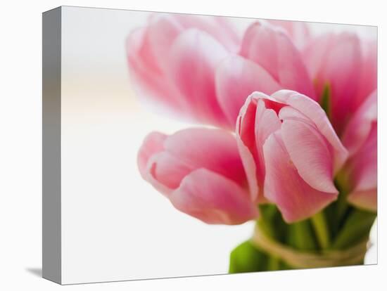 Pink tulips-Ada Summer-Premier Image Canvas