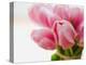 Pink tulips-Ada Summer-Premier Image Canvas