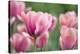 Pink Tulips-Cora Niele-Premier Image Canvas