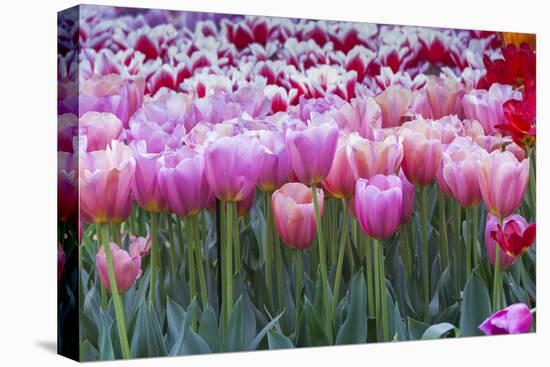 Pink tulips-Anna Miller-Premier Image Canvas