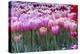 Pink tulips-Anna Miller-Premier Image Canvas