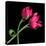 Pink Tulips-Magda Indigo-Premier Image Canvas