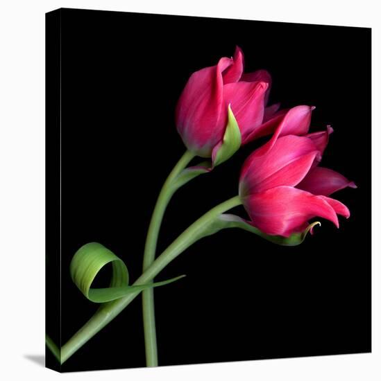 Pink Tulips-Magda Indigo-Premier Image Canvas