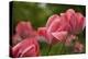 Pink Tulips-5fishcreative-Premier Image Canvas