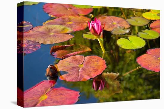 Pink Water Lilly Pond Reflection Mission San Juan Capistrano Garden California-William Perry-Premier Image Canvas