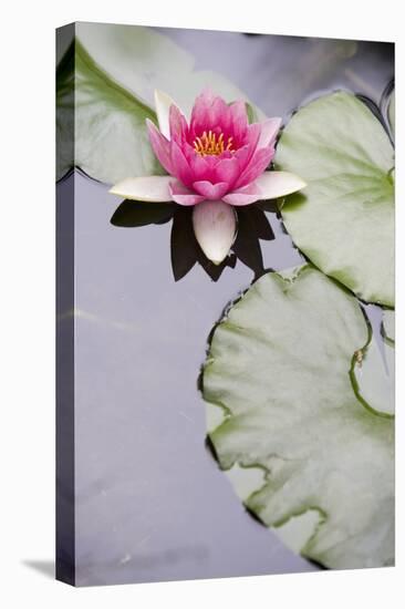 Pink Water Lily in Pond-Martin Child-Premier Image Canvas