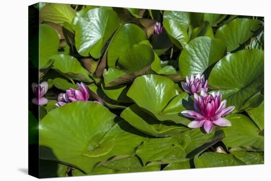 Pink Water Lily in pond-Lisa S. Engelbrecht-Premier Image Canvas