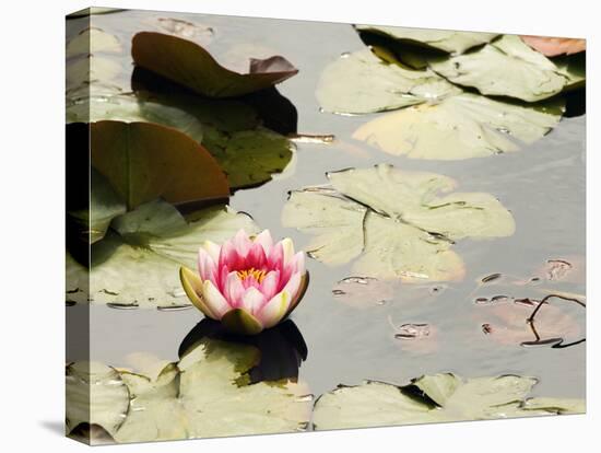 Pink Water Lily, Stanley Park, British Columbia, Canada-Paul Colangelo-Premier Image Canvas