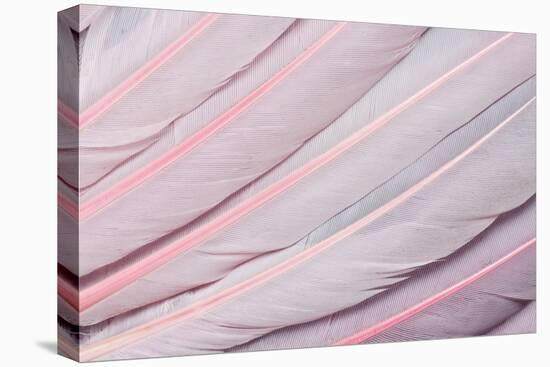 Pink Wing Feathers of Roseate Spoonbill-Darrell Gulin-Premier Image Canvas