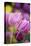 Pink, Yellow, and Purple Tulips, Chicago Botanic Garden, Glencoe, Illinois-Richard and Susan Day-Premier Image Canvas