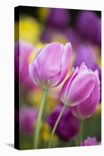 Pink, Yellow, and Purple Tulips, Chicago Botanic Garden, Glencoe, Illinois-Richard and Susan Day-Premier Image Canvas