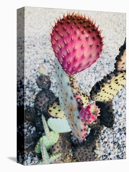 Pink Yellow Cactus I-Irena Orlov-Premier Image Canvas