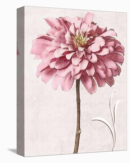 Pink Zinnia I-Christine Zalewski-Stretched Canvas