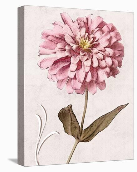 Pink Zinnia II-Christine Zalewski-Stretched Canvas