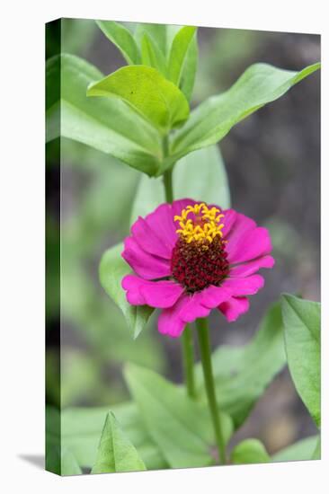 Pink Zinnia, Usa-Lisa S. Engelbrecht-Premier Image Canvas