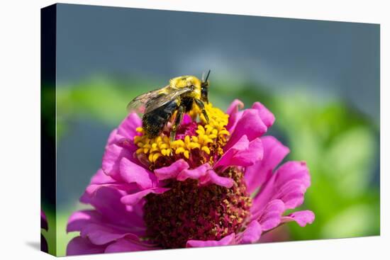 Pink zinnia, USA.-Lisa Engelbrecht-Premier Image Canvas