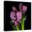 Pinkalicious  Hyacynths-Magda Indigo-Premier Image Canvas