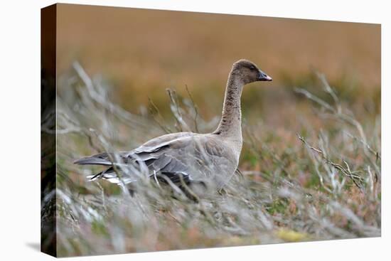 Pinkfooted goose on burnt heather moorland, Scotland-Laurie Campbell-Premier Image Canvas