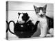 Pinkie the Guinea Pig and Perky the Kitten Tottenahm London, September 1978-null-Premier Image Canvas