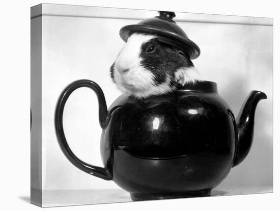 Pinkie the Guinea Pig Sitting in a Tea Pot-null-Premier Image Canvas