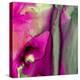 Pinky A-Tracy Hiner-Premier Image Canvas