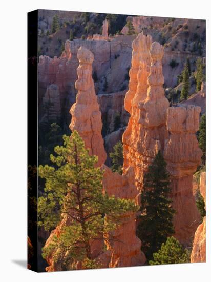 Pinnacles and Ponderosa Pines at Sunrise, Fairyland Canyon, Bryce Canyon National Park, Utah, USA-Scott T. Smith-Premier Image Canvas