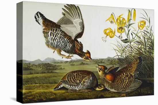 Pinnated Grouse. Greater Prairie Chicken (Tympanuchus Cupido), from 'The Birds of America'-John James Audubon-Premier Image Canvas