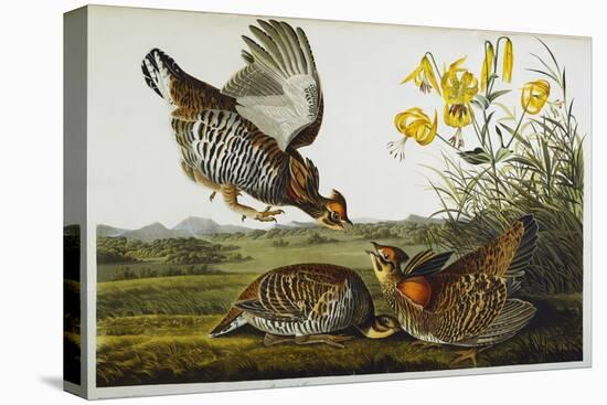 Pinnated Grouse. Greater Prairie Chicken-John James Audubon-Premier Image Canvas