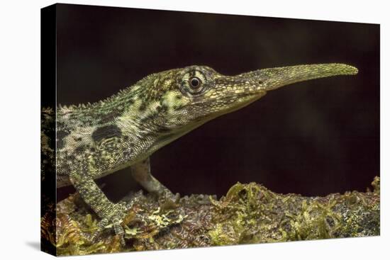 Pinocchio Lizard (Anolis Proboscis) Male, Mindo, Ecuador. Controlled Conditions-Melvin Grey-Premier Image Canvas