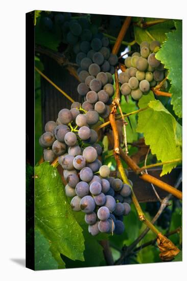 Pinot Gris Grapes, Keizer, Oregon, USA-Rick A Brown-Premier Image Canvas