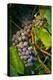 Pinot Gris Grapes, Keizer, Oregon, USA-Rick A Brown-Premier Image Canvas