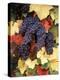 Pinot Noir Grape, Close-Up, Willamette Valley, Oregon, USA-Stuart Westmorland-Premier Image Canvas