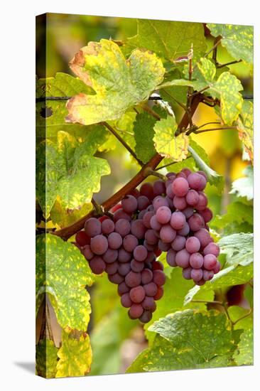 Pinot Noir Grapes-Jeremy Walker-Premier Image Canvas