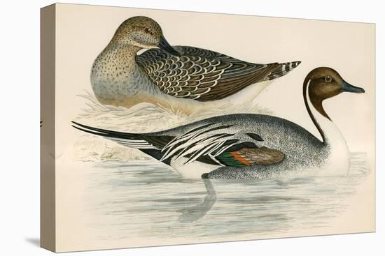 Pintail Duck-Beverley R. Morris-Premier Image Canvas