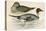 Pintail Duck-Beverley R. Morris-Premier Image Canvas