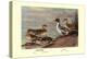 Pintail Ducks-Allan Brooks-Stretched Canvas