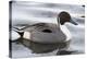 Pintail-Denise Swanson-Premier Image Canvas