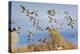 Pintails (Anas acuta) flock flying-Larry Ditto-Premier Image Canvas