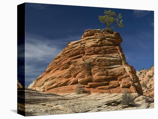 Pinyon Pine atop Sandstone Hoodoo-James Randklev-Premier Image Canvas