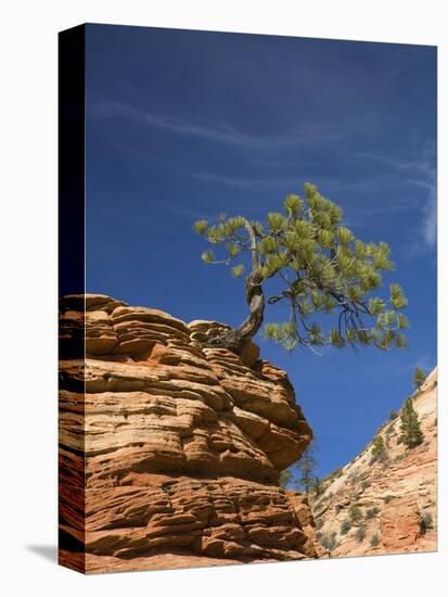 Pinyon Pine atop Sandstone Hoodoo-James Randklev-Premier Image Canvas