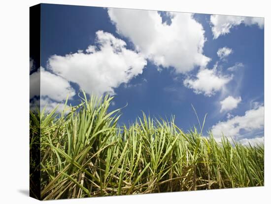 Pioneer Valley-Sugar Cane Field, , Marian, Whitsunday Coast, Queensland-Walter Bibikow-Premier Image Canvas