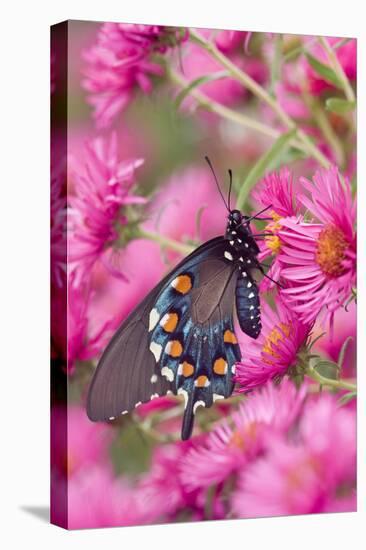 Pipevine Swallowtail on New England Aster, Marion Co. Il-Richard ans Susan Day-Premier Image Canvas