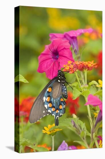 Pipevine Swallowtail on Red Spread Lantana, Marion Co. Il-Richard ans Susan Day-Premier Image Canvas