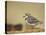 Piping Plover-Adam Jones-Premier Image Canvas